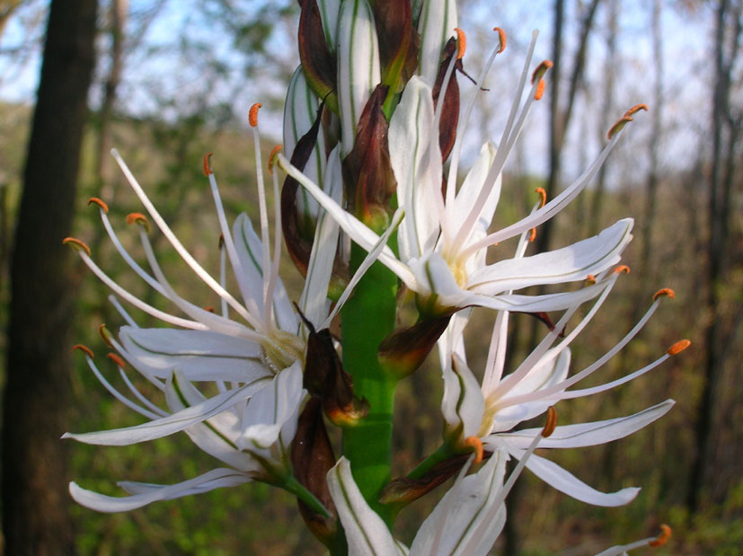 Asphodelus albus / Asfodelo montano